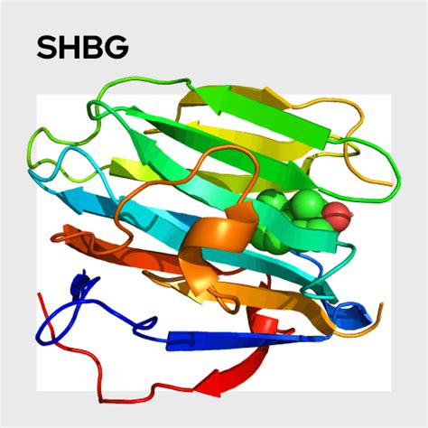 shbg sex hormone binding globulin suero